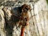 Sympetrum striolatum